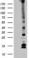 Chromosome 5 Open Reading Frame 56 antibody, LS-C795981, Lifespan Biosciences, Western Blot image 