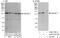 Importin 7 antibody, A302-727A, Bethyl Labs, Immunoprecipitation image 
