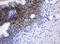 N-Acetylneuraminic Acid Phosphatase antibody, LS-C173875, Lifespan Biosciences, Immunohistochemistry frozen image 