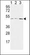 Hyaluronan And Proteoglycan Link Protein 1 antibody, TA325115, Origene, Western Blot image 