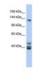 Nuclear Receptor Coactivator 1 antibody, orb329755, Biorbyt, Western Blot image 
