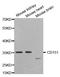 CD151 Molecule (Raph Blood Group) antibody, orb135220, Biorbyt, Western Blot image 