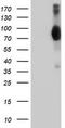 L1CAM antibody, CF502392, Origene, Western Blot image 