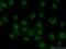 MAF BZIP Transcription Factor antibody, 55013-1-AP, Proteintech Group, Immunofluorescence image 