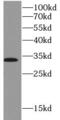 Erythropoietin antibody, FNab02815, FineTest, Western Blot image 