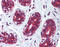 63 kDa membrane protein antibody, ARP46790_P050, Aviva Systems Biology, Immunohistochemistry frozen image 