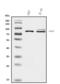PREP antibody, A00298-2, Boster Biological Technology, Western Blot image 