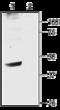 Potassium Voltage-Gated Channel Subfamily J Member 6 antibody, GTX54832, GeneTex, Immunohistochemistry frozen image 