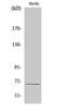 G Protein-Coupled Receptor 107 antibody, A10357-1, Boster Biological Technology, Western Blot image 