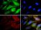 Diamine acetyltransferase 1 antibody, NB110-41622, Novus Biologicals, Immunofluorescence image 
