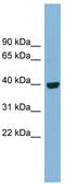 Inositol Monophosphatase Domain Containing 1 antibody, TA342037, Origene, Western Blot image 