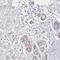 Casein Alpha S1 antibody, NBP2-55090, Novus Biologicals, Immunohistochemistry frozen image 