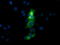 Quinolinate Phosphoribosyltransferase antibody, LS-C115490, Lifespan Biosciences, Immunofluorescence image 