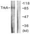 Neurotrophic Receptor Tyrosine Kinase 1 antibody, LS-C117722, Lifespan Biosciences, Western Blot image 