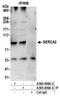 ATPase Sarcoplasmic/Endoplasmic Reticulum Ca2+ Transporting 2 antibody, A300-406A, Bethyl Labs, Immunoprecipitation image 