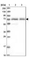 CaRF antibody, NBP1-86628, Novus Biologicals, Western Blot image 