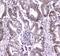 DGCR8 Microprocessor Complex Subunit antibody, PA5-79151, Invitrogen Antibodies, Immunohistochemistry paraffin image 