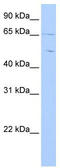 Copine 4 antibody, TA340260, Origene, Western Blot image 