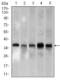 Aspartyl-tRNA synthetase, cytoplasmic antibody, orb247502, Biorbyt, Western Blot image 