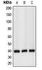 GP160 antibody, LS-C353402, Lifespan Biosciences, Western Blot image 