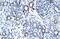 Transmembrane Protein 259 antibody, PA5-40831, Invitrogen Antibodies, Immunohistochemistry frozen image 