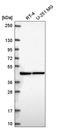 Protein arginine N-methyltransferase 1 antibody, HPA069769, Atlas Antibodies, Western Blot image 