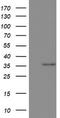 Ornithine Carbamoyltransferase antibody, TA802533S, Origene, Western Blot image 