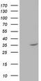 Nudix Hydrolase 6 antibody, CF502342, Origene, Western Blot image 