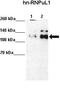 Heterogeneous Nuclear Ribonucleoprotein U Like 1 antibody, TA345996, Origene, Western Blot image 