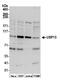 Ubiquitin carboxyl-terminal hydrolase 13 antibody, A302-762A, Bethyl Labs, Western Blot image 