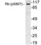 RB Transcriptional Corepressor 1 antibody, LS-C177946, Lifespan Biosciences, Western Blot image 