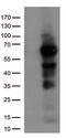 Interferon Regulatory Factor 3 antibody, TA809334, Origene, Western Blot image 