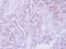Cell Adhesion Associated, Oncogene Regulated antibody, NBP2-15849, Novus Biologicals, Immunohistochemistry frozen image 