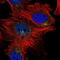 Kruppel Like Factor 7 antibody, NBP1-80638, Novus Biologicals, Immunofluorescence image 