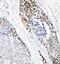 Tumor Protein P63 antibody, PA2056, Boster Biological Technology, Immunohistochemistry frozen image 