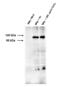 HIF-2-alpha antibody, MA5-16023, Invitrogen Antibodies, Western Blot image 