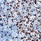 Ankyrin repeat domain-containing protein 1 antibody, LS-C354168, Lifespan Biosciences, Immunohistochemistry frozen image 