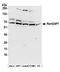 Ran GTPase Activating Protein 1 antibody, A302-026A, Bethyl Labs, Western Blot image 