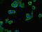 Neuronal Growth Regulator 1 antibody, LS-C376208, Lifespan Biosciences, Immunofluorescence image 