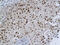 Deleted in bladder cancer protein 1 antibody, GTX51553, GeneTex, Immunohistochemistry paraffin image 