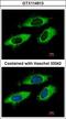 Ribosomal Protein L6 antibody, LS-C155394, Lifespan Biosciences, Immunofluorescence image 