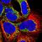 Mimitin, mitochondrial antibody, PA5-63019, Invitrogen Antibodies, Immunofluorescence image 