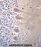 Zinc Finger Protein 764 antibody, abx027372, Abbexa, Immunohistochemistry frozen image 