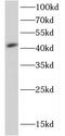 Creatine kinase M-type antibody, FNab01956, FineTest, Western Blot image 
