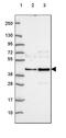 Abl interactor 2 antibody, PA5-64445, Invitrogen Antibodies, Western Blot image 