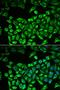 CAMP Responsive Element Binding Protein 3 antibody, orb247499, Biorbyt, Immunofluorescence image 