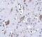 Atonal BHLH Transcription Factor 8 antibody, NBP1-77347, Novus Biologicals, Immunohistochemistry paraffin image 