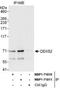 Probable ATP-dependent RNA helicase DDX52 antibody, NBP1-71810, Novus Biologicals, Immunoprecipitation image 