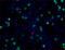 Granzyme K antibody, 370506, BioLegend, Immunofluorescence image 