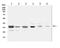 Secreted Frizzled Related Protein 1 antibody, A01968-2, Boster Biological Technology, Western Blot image 
